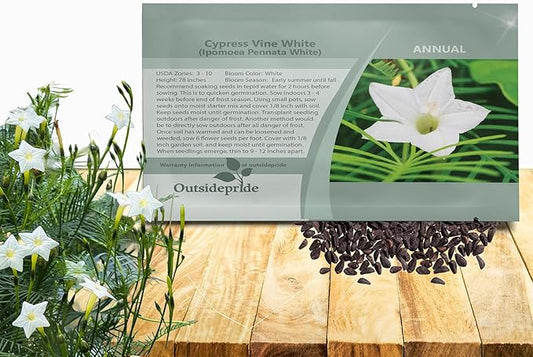 Outsidepride White Cypress Vine Seeds - 100 Pcs Annual Flower Seeds with Nectar-Rich, Star-Shaped Flowers & Feathery, Fern-Like Leaves for Fences, Trellises, Pergolas & Vertical Gardens