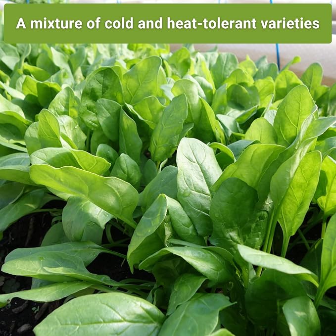Sow Right Seeds - Spinach Seed Collection for Planting - Viroflay, Malabar & Bloomsdale Spinach - Cold Hardy Vegetable Seeds for Growing - Mix of Hardy, Flavorful Greens - Non-GMO Heirloom Packets