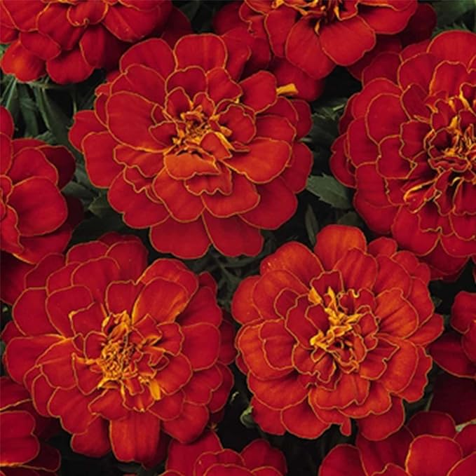 Durango Series Marigold Seeds – Red, 500 Seed Packet – Tagetes patula – Non-GMO, Open Pollinated – Perfect for Flower Gardening – High Germination Rate, Vibrant Red Blooms for Farm, Home, & Gardening