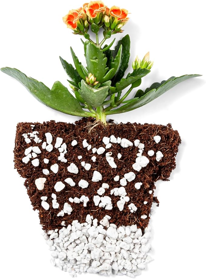 Perlite Bliss (24 Qts) + Vermiculite Bliss (24 Qts) - Perlite for Plants & Fine Vermiculite for Gardening - Bulk Soil Amendment Bundle - Organic Potting Soil Mix Improves Nutrient & Water Retention