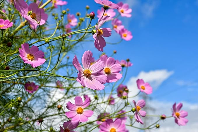 Valley Greene Set of 16 Heirloom Flower Seeds - Non-GMO - 16 Varieties - Assorted Flower Seeds - Individually Sealed Packs