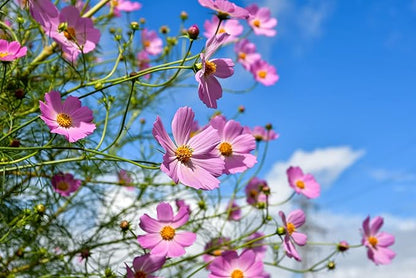 Set of 50 Cosmos - Early Sensation Annual Flower Seed Packets - Perfect for Creating Your Dream Garden! - Includes 50 Packets of Cosmos - Early Sensation Seeds!