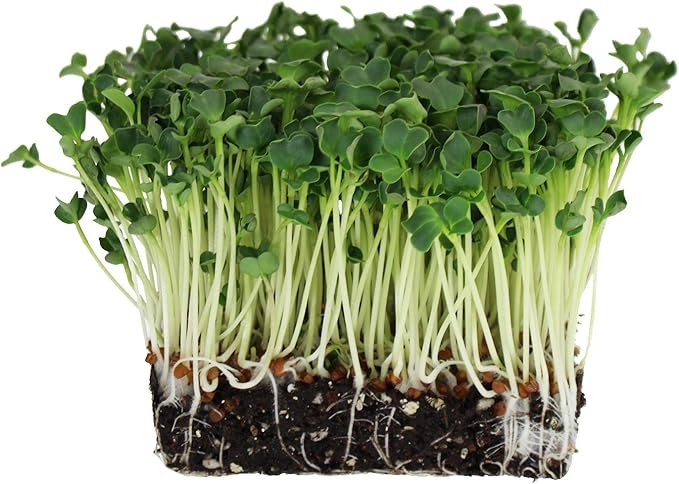 Handy Pantry Organic Radish Sprouting Seeds 4.5 Lb Non-GMO Daikon Radish Seed | Bulk Radish Seeds for Planting, Sprouting, Microgreens