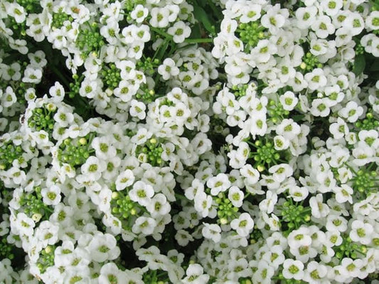 Alyssum Carpet of Snow Nice Garden Flower by Seed Kingdom Bulk 60,000 Seeds