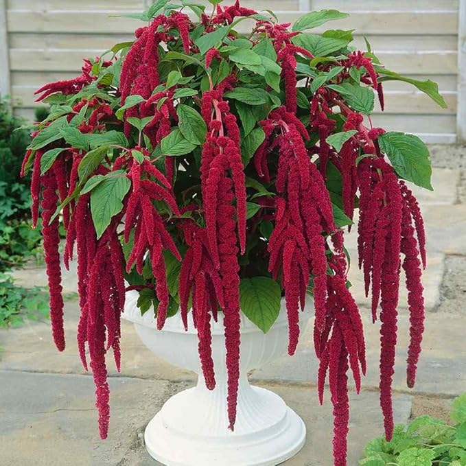 Seeds Love-Lies-Bleeding - Red Amaranth - Annual Flowers for Planting - GMO Free