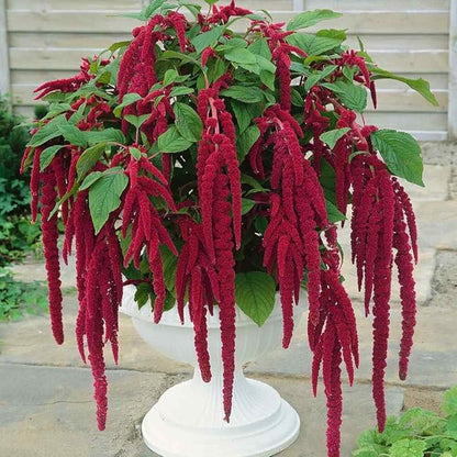Seeds Love-Lies-Bleeding - Red Amaranth - Annual Flowers for Planting - GMO Free