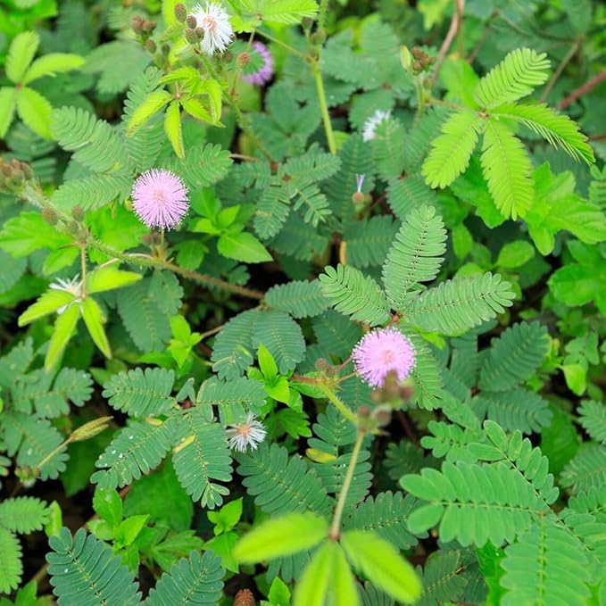50+ Sensitive Plant Seeds Mimosa Touch Me Not Flowers Planting
