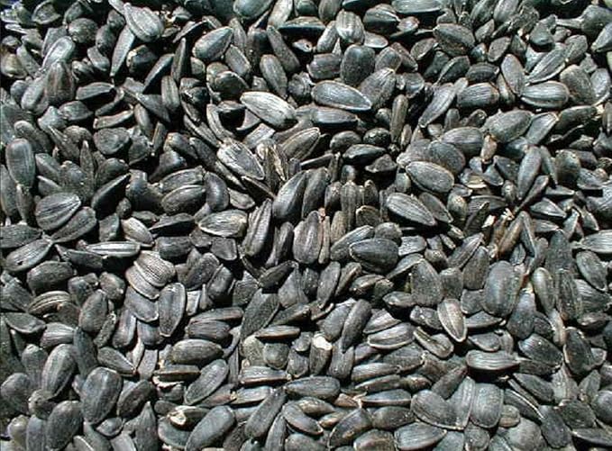 Ernst Grain & Livestock Black Oil Sunflower Seeds - Birdseed for Outside Feeders Wild Bird Food - Ideal Bird Seed for Cardinals, Woodpeckers and More - Non-GMO, 25lb