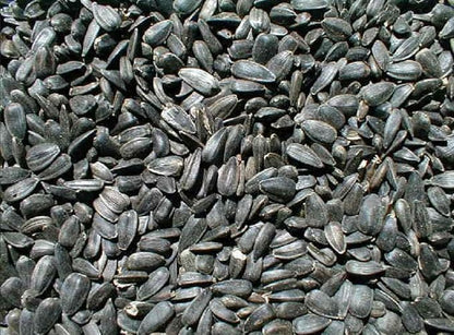 Ernst Grain & Livestock Black Oil Sunflower Seeds - Birdseed for Outside Feeders Wild Bird Food - Ideal Bird Seed for Cardinals, Woodpeckers and More - Non-GMO, 25lb