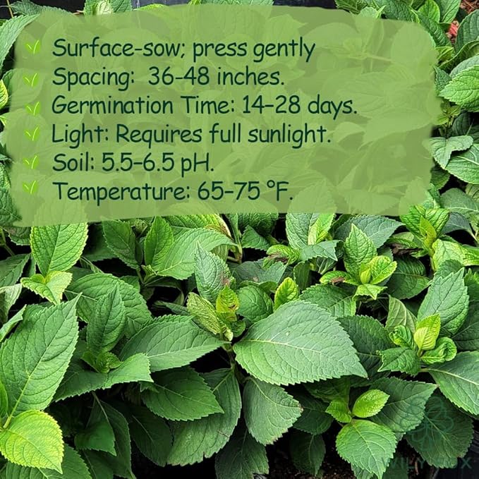 Hydrangea Seeds for Planting - 50 Heirloom Classic Flower Seeds - Beautiful Blooming Ornamental Shrub for Home Garden, Borders & Containers