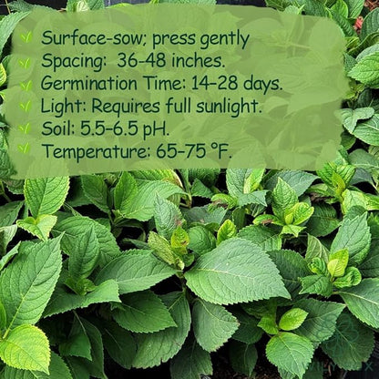 Hydrangea Seeds for Planting - 50 Heirloom Classic Flower Seeds - Beautiful Blooming Ornamental Shrub for Home Garden, Borders & Containers