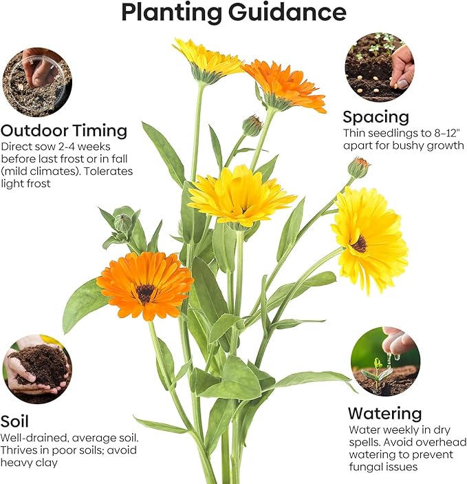 Calendula Seeds Pacific Beauty Mix, 3000+ Calendula Officinalis Seeds, Open Pollinated Non-GMO Wildflower Seed Grown in The USA, 1 Ounce