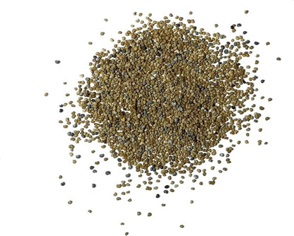 Seed Needs Mixed Somniferum Poppy Seeds for Planting - Heirloom & Open Pollinated Annual Flowers - Colorful Masses of Wildflowers, Perfect for a Butterfly Garden (1 Pack)