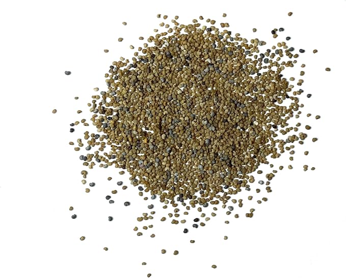 Seed Needs Mixed Somniferum Poppy Seeds for Planting - Heirloom & Open Pollinated Annual Flowers - Colorful Masses of Wildflowers, Perfect for a Butterfly Garden (2 Packs)