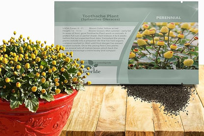 Outsidepride Toothache Plant Seeds - 5000 Pcs. Perennial, Easy to Grow & Pollinator Friendly, Herb Seeds for Planting Ornamental, Pompom-Shaped Yellow Blooms for Culinary Creations & Herb Gardens