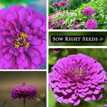 Sow Right Seeds - Luminosa Zinnia Flower Seeds for Planting - Non-GMO Heirloom Packet with Instructions to Grow - Heat & Drought Resistant - Huge Pink Blossoms - Beautiful to Plant in Your Garden (4)