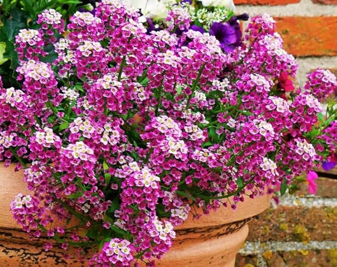 100+ Pink Rosie O'Day Alyssum Seeds Groundcover Flowers Garden Planting