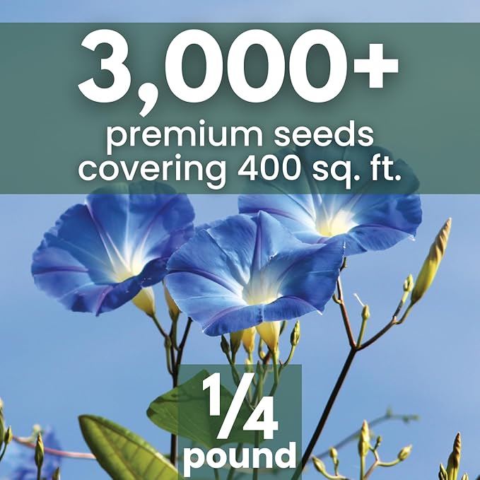 Morning Glory Heavenly Blue – 3,000 Seeds for Planting – 2026 Season – 4 Ounce Pouch