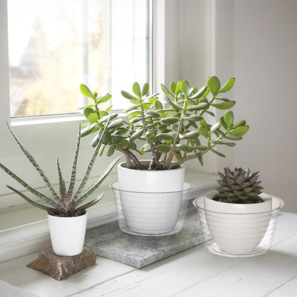 Tebery 50 Pack Clear Plastic Plant Saucer Drip Tray for Pots, 6 Inch Deep Flower Pot Saucers Water Catcher Tray Watering Trays for Plants Indoors and Outdoor