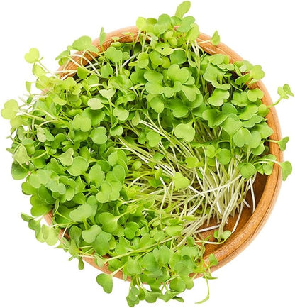 Todd's Seeds Sprouting Arugula Seeds Microgreens for Salads and Sandwiches, One Pound of Seed, Non-GMO, Chemical Free, Grown in The USA, Hand Inspected