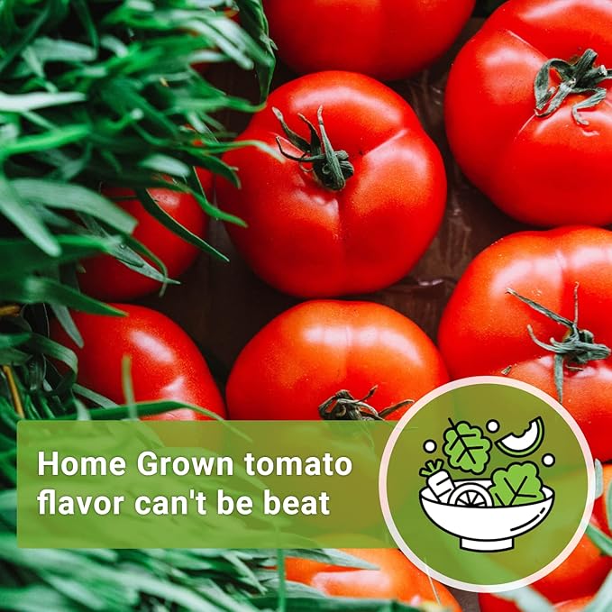 Sow Right Seeds - Beefsteak Tomato Seeds for Planting - Non-GMO Heirloom Packet with Instructions to Plant a Home Vegetable Garden - Indeterminate, Super Large and Bright Red Fruits (4)