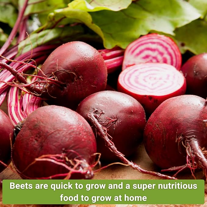 Sow Right Seeds - Beet Seeds for Planting - Detroit Dark Red, Golden Globe, Chioggia & Cylindra Varieties - Non-GMO Heirloom Seeds to Plant Home Vegetable Garden - Great Gift for Friends and Family
