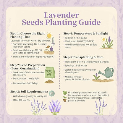 3800+ Lavender Seeds for Planting Outdoor - Non GMO Premium English Lavender Seeds for 2026, Lavender Plants or Dried Flowers, Wildflower Seed, DIY Essential Oils Perfect for Home Gardeners, Gifts