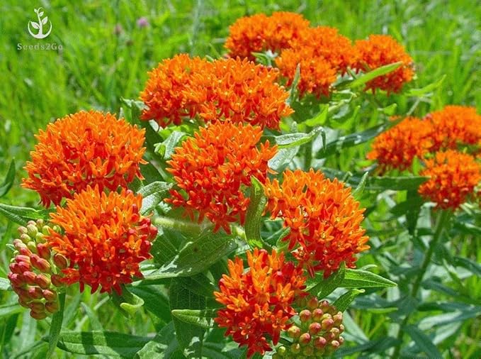 Orange Butterfly Milkweed Flower Seeds (Asclepias Tuberosa), Pack of 100 Seeds by Seeds2Go