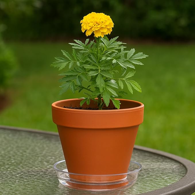 Curtis Wagner Plastics Drip Pan Plant Saucers (5-Pack) - Clear, Round (Diameter: 7" Base, 8" Top, 1.25" Depth) Thin Plastic Planter to be Used as Indoor Pot & for Outdoor Plant Pots
