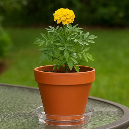 Curtis Wagner Plastics Drip Pan Plant Saucers (5-Pack) - Clear, Round (Diameter: 13" Base, 14" Top, 1.25" Depth) Thin Plastic Planter to be Used as Indoor Pot & for Outdoor Plant Pots