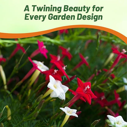 Outsidepride Mixed Cypress Vine Seeds - 200 Pcs Annual Flower Seeds with Nectar-Rich, Star-Shaped Flowers & Feathery, Fern-Like Leaves for Fences, Trellises, Pergolas & Vertical Gardens