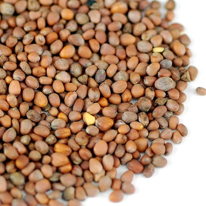 Organic Radish Sprouting Seeds - 4 Oz- Radish Seed for Sprouting Sprouts, Cooking, Soup, Food Storage, Hydroponics, Gardening & More