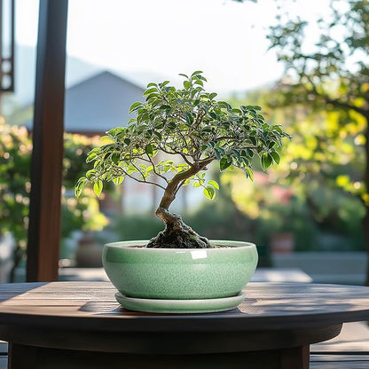 SQOWL Bonsai Planter - 8 Inch Ceramic Succulent Planters for Indoor Plants Outdoor, Shallow Round Planter with Drainage Hole and Saucer, Ceramic Bowl Planters, Home Decor, Birthday Gifts, Green