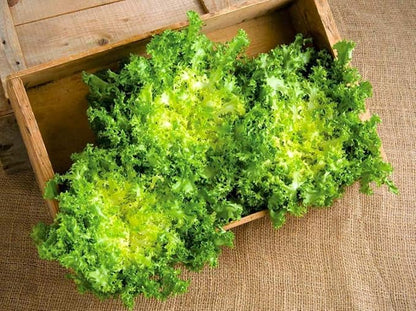 Seeds Endive Lettuce Yellow Heart Curly Frisee 50 Days for Salad Non GMO Vegetable for Planting 700 Seeds