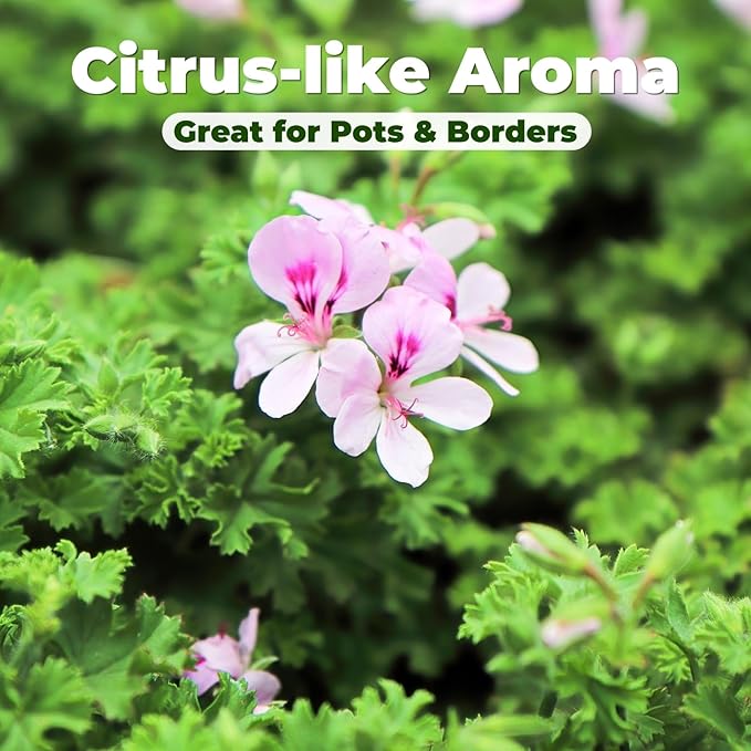 Citronella Seeds (3,000+ Seeds) – Easy-Grow Herb Plant for Pots & Garden Beds, Fresh Aromatic Leaves for Outdoor Patio Planters