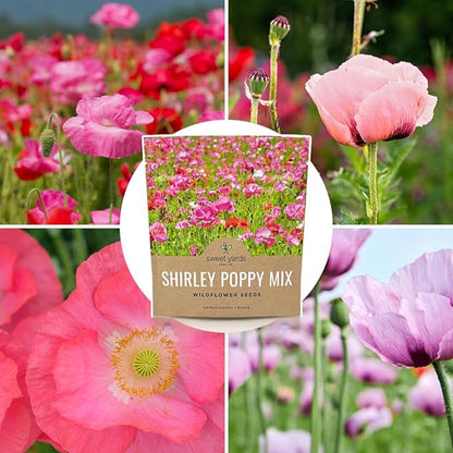 Shirley Poppy Seeds – Mixed Colors – Extra Large Packet – Over 200,000 Open Pollinated Non-GMO Wildflower Seeds – Papaver rhoeas