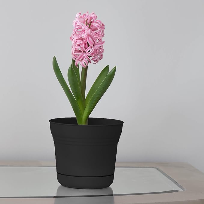 Bloem Saturn 5" Black Round Resin Planter Pot with Snap-in Saucer for Indoor and Outdoor Gardening
