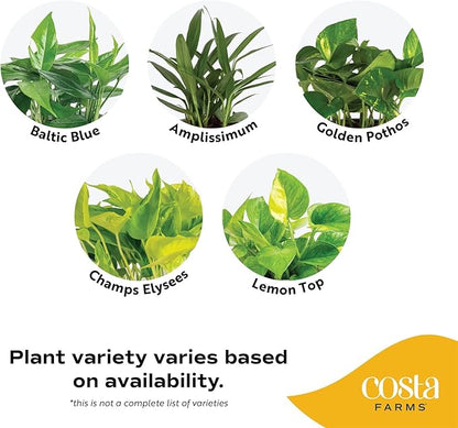 Costa Farms Live Pothos Plant, Assorted Devil's Ivy in Decorative Pot, Easy to Maintain, Air Purifying Indoor Houseplant, Home, Room, or Office Decor, House Warming or Birthday Gift, 12-14 Inches Tall