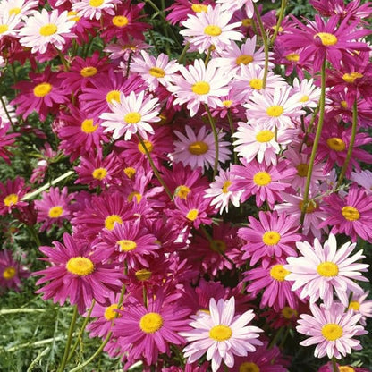 1000 Pyrethrum Seeds - Natural Mosquito Repellent Plants, Multi-Color Blooming Potted Flowers for Gardens, Cold-Hardy & Low-Maintenance