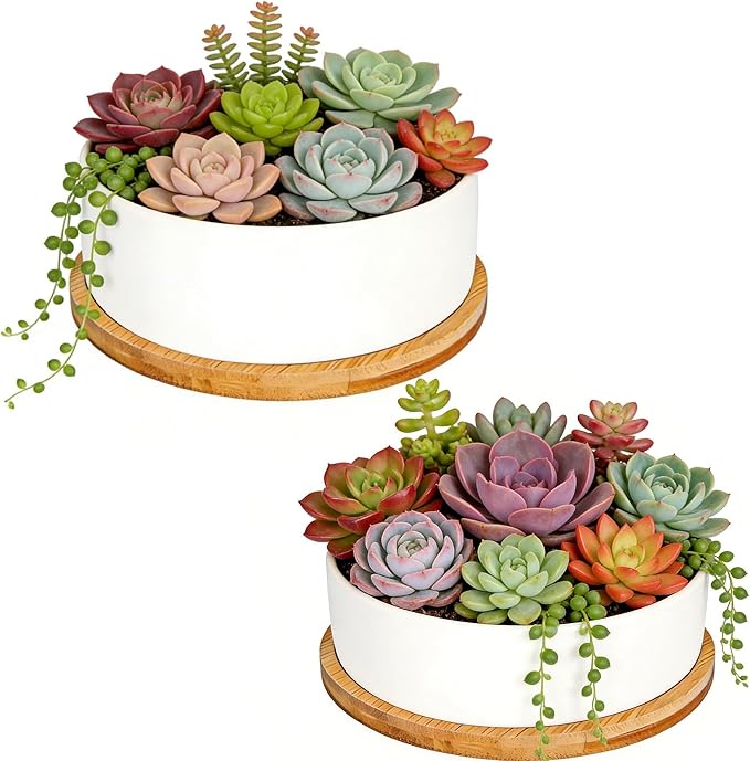 White Ceramic Succulent Plant Pots, Set of 2 Round Planter Small Cactus Container, Bonsai Pots, Succulent Pots with Drainage Hole& Bamboo Tray (No Plant)