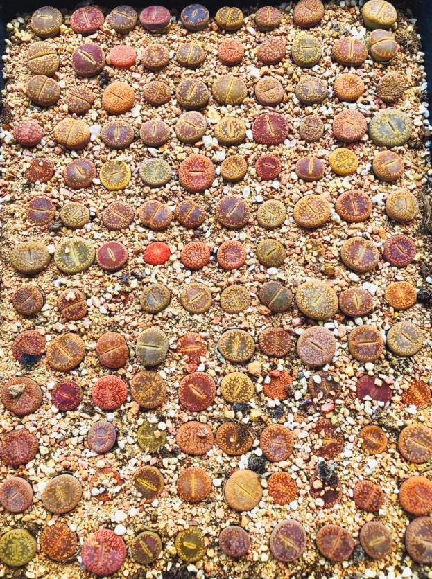 Lithops Aucampiae 20 Seeds Freshly Harvest with a Mini Live Lithops and Germination Kit
