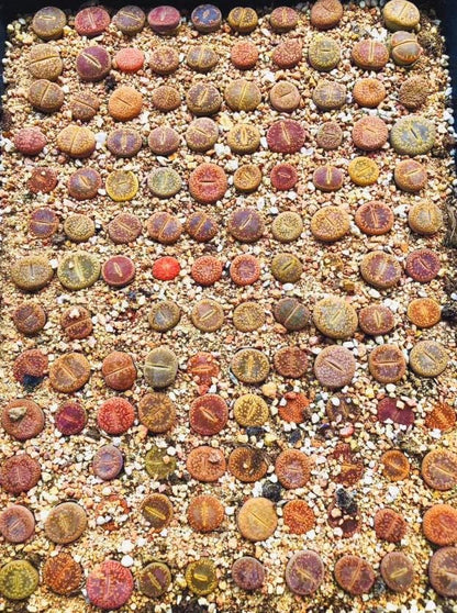 Lithops Aucampiae 20 Seeds Freshly Harvest with a Mini Live Lithops and Germination Kit