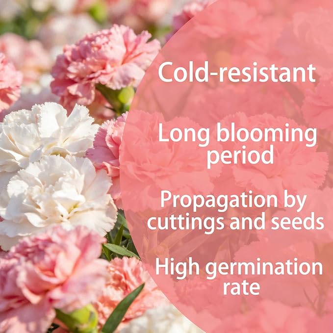 Carnation Seeds for Planting Outdoor Indoor, 1600 Dianthus Caryophyllus Seeds Annual Flowers, Fragrant Cut-Flower Mix