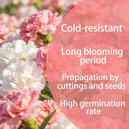 Carnation Seeds for Planting Outdoor Indoor, 1600 Dianthus Caryophyllus Seeds Annual Flowers, Fragrant Cut-Flower Mix