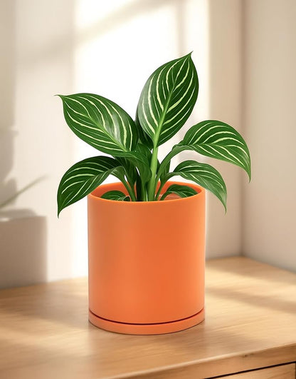 D'vine Dev Double-Layer Planter Set – Rotating Plastic Cachepot with Clear Inner Liner for Root Health, Perfect for Indoor Plants, 6.5", Pumpkin, 73-U-E-2