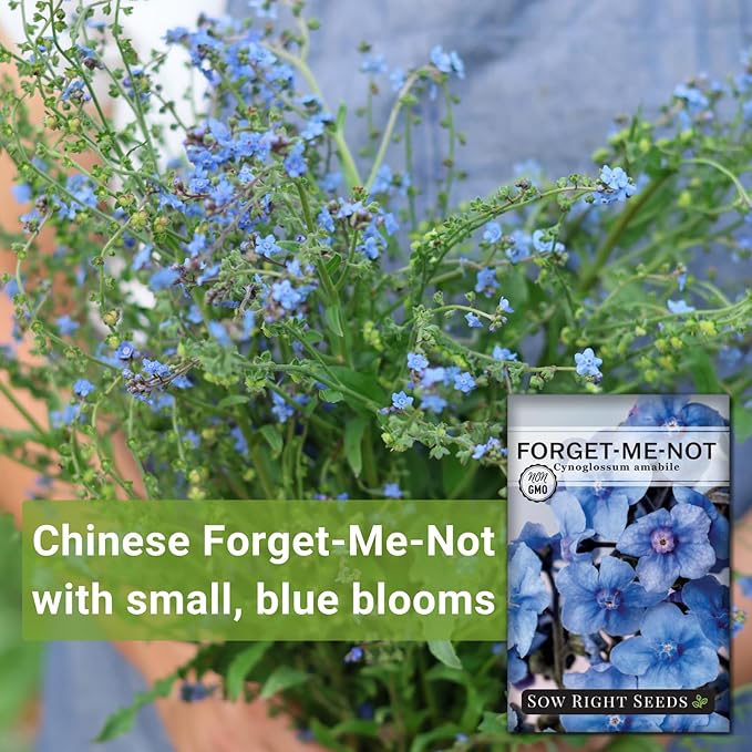 Sow Right Seeds - Forget-Me-Not Flower Seeds for Planting (Cynoglossum amabile) - Non-GMO Heirloom Packet with Instructions - Great to Pair with Cards of Remembrance - Small Blue Memory Blooms (25)