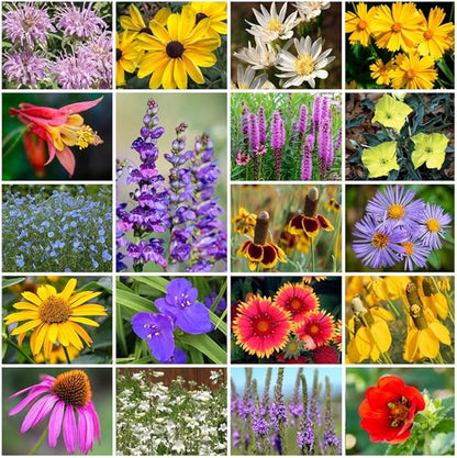 Park Seed Grow Your Own Vibrant Perennial Wildflower Garden Seeds Mixture, Easy to Grow Varieties for Pollinators and Spring Gardens - Native Perennial Mix, 25 lbs