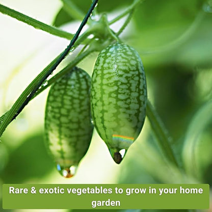 Sow Right Seeds - Rare Exotic Vegetable Seed Collection for Planting - Non-GMO Heirloom Beets, Broccoli, Cucamelon, Cucumber, Pepper, Basil, Radish, Watermelon, Tomato, and Swiss Chard to Plant