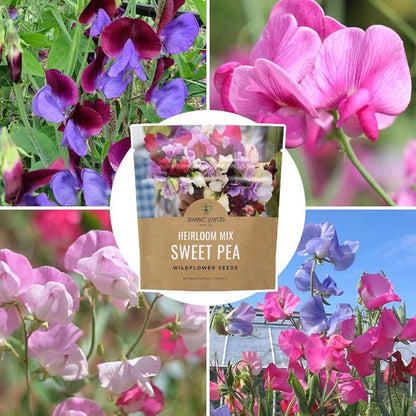 Sweet Pea Seeds Heirloom Mix - Bulk 1 Ounce Packet - Over 350 Seeds - Large Fragrant Lavender, Purple, Red, Pink and White Blooms