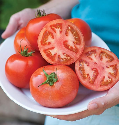 Burpee 'Early Pick VF' Hybrid , Red Beefsteak Slicing Tomato , 50 Non-GMO Seeds